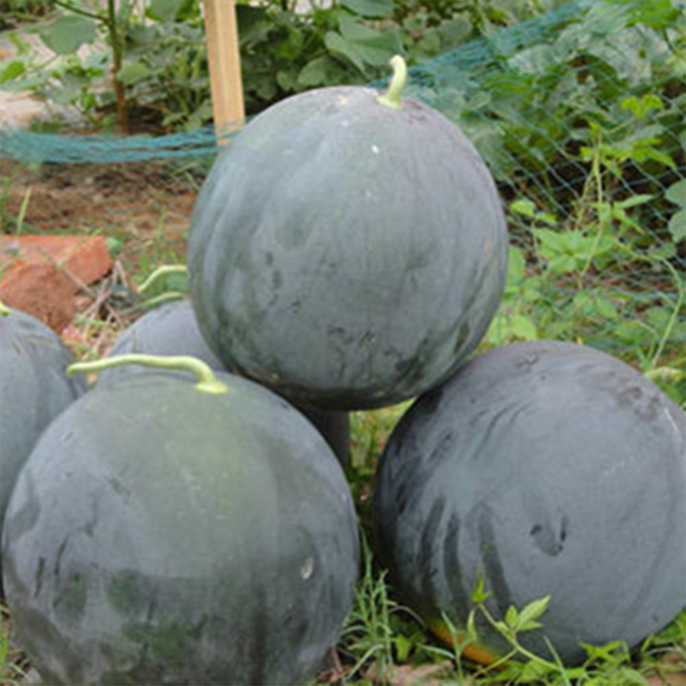 5 Bags (25 Seeds / Bag) of Black Landmine' Series Watermelon Seeds