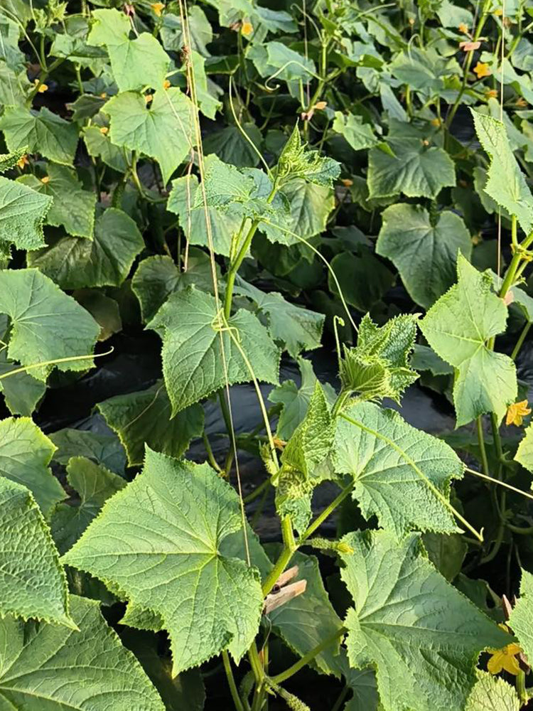 Russian Masha Fruit Cucumber