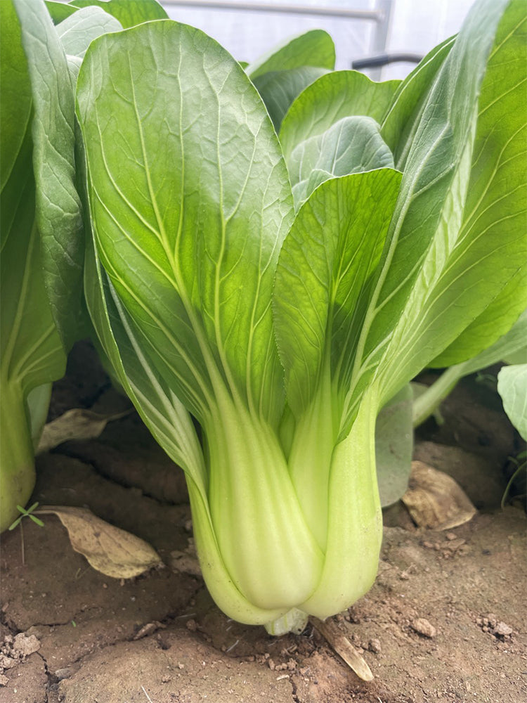 'Hezhiyuan' Shanghai Bok Choy