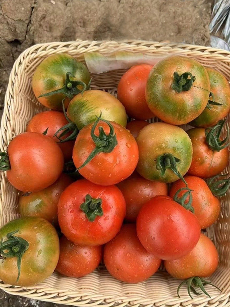 Yashu No.11 Tomato