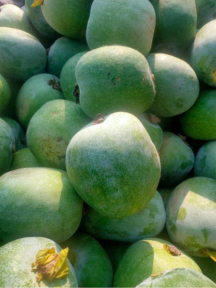Green Star Wax Gourd