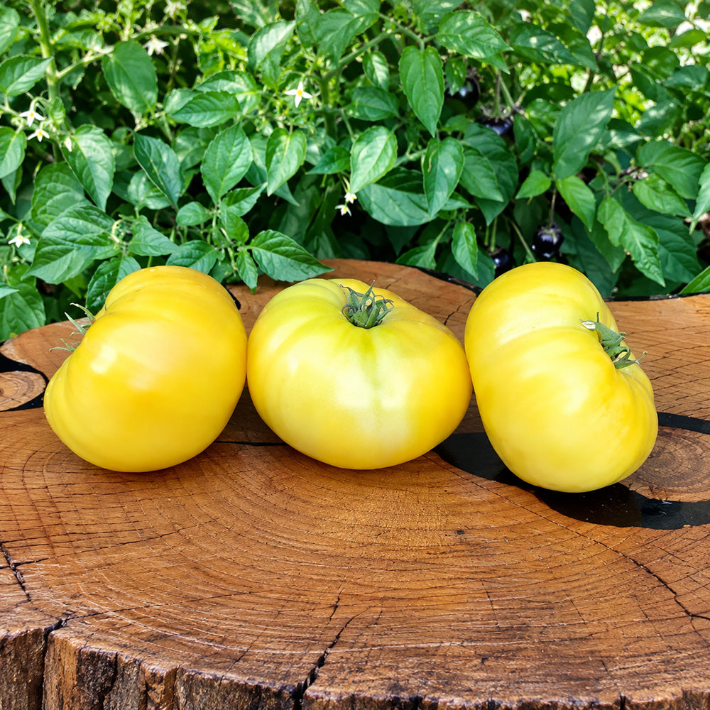 243 Dwarf Goldfinch Tomato