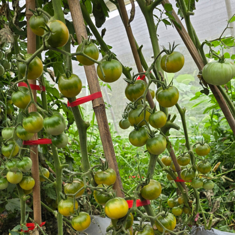 742 Mexico Green Cherry Tomato
