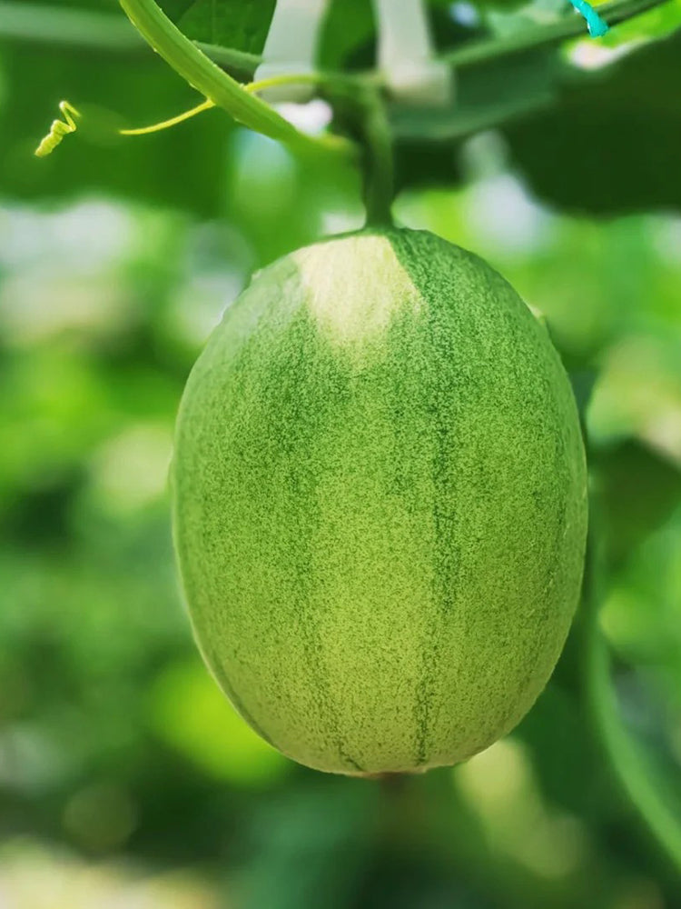 Qingshami Muskmelon