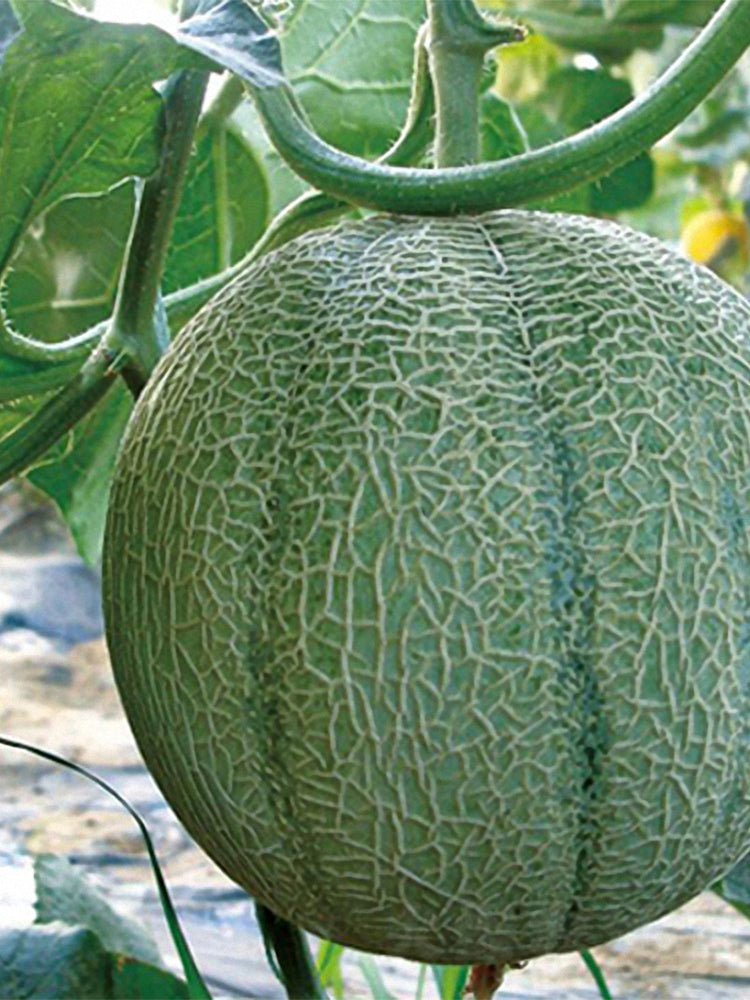Maiour Melon Hybird F1 (Cucumis melo var. reticulatus)