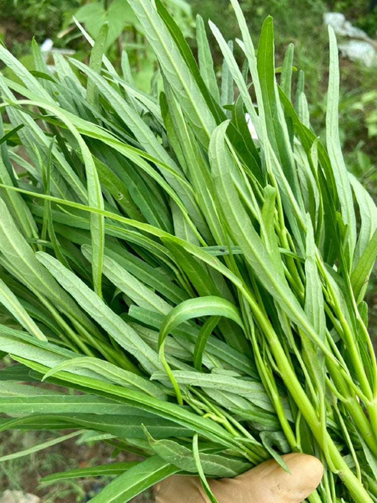 'Jiemei' Green-Stem Water Spinach