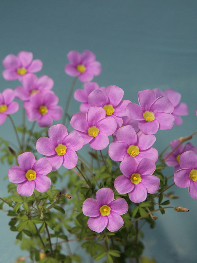Oxalis obtusa Series Bulb - 'Sky Blue'