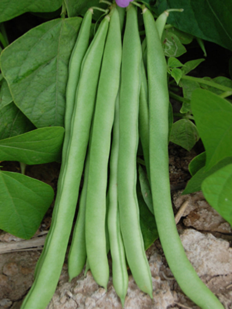 Huajun No.13 Snap Beans