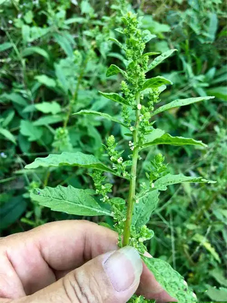 Chenopodium ambrosioides