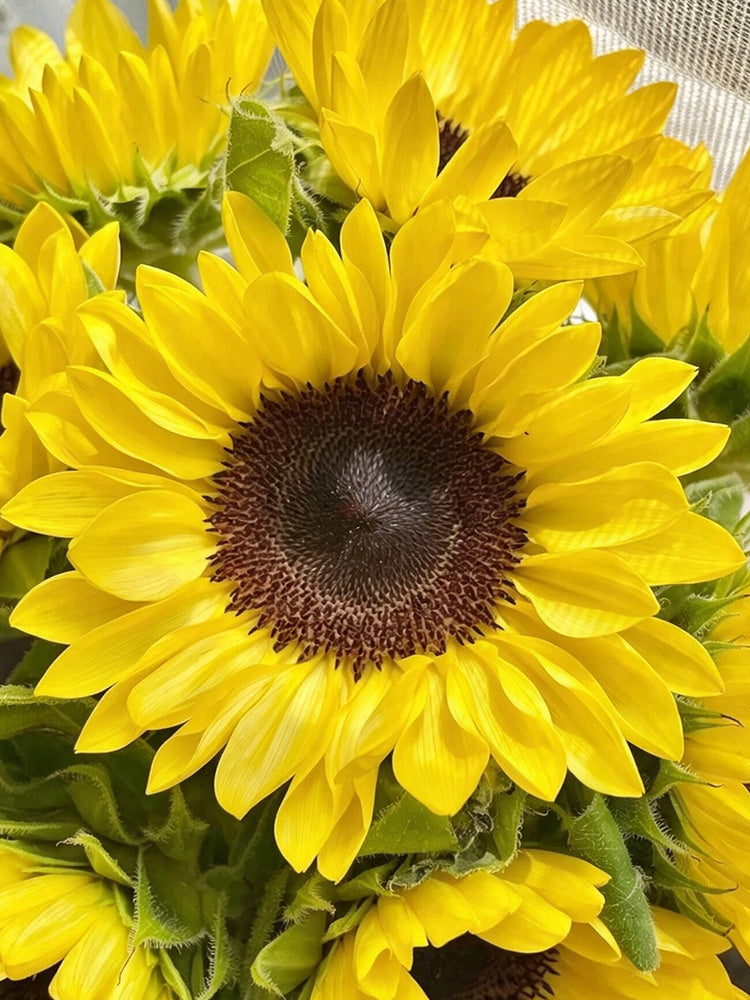 Lemon Yellow Sunflower