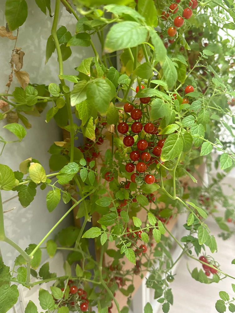 Red Currant Tomato