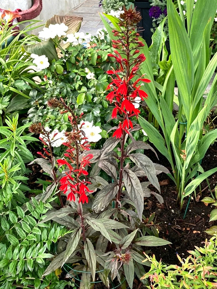 'Queen Victoria' Cardinal Flower