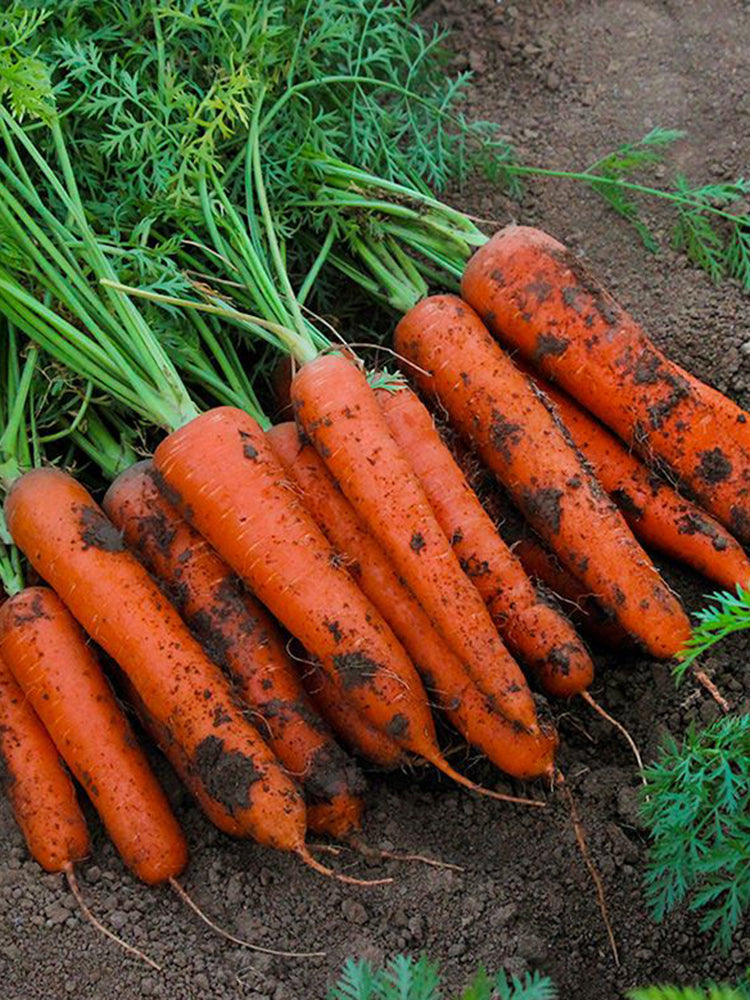 'H1182 F1' Carrot