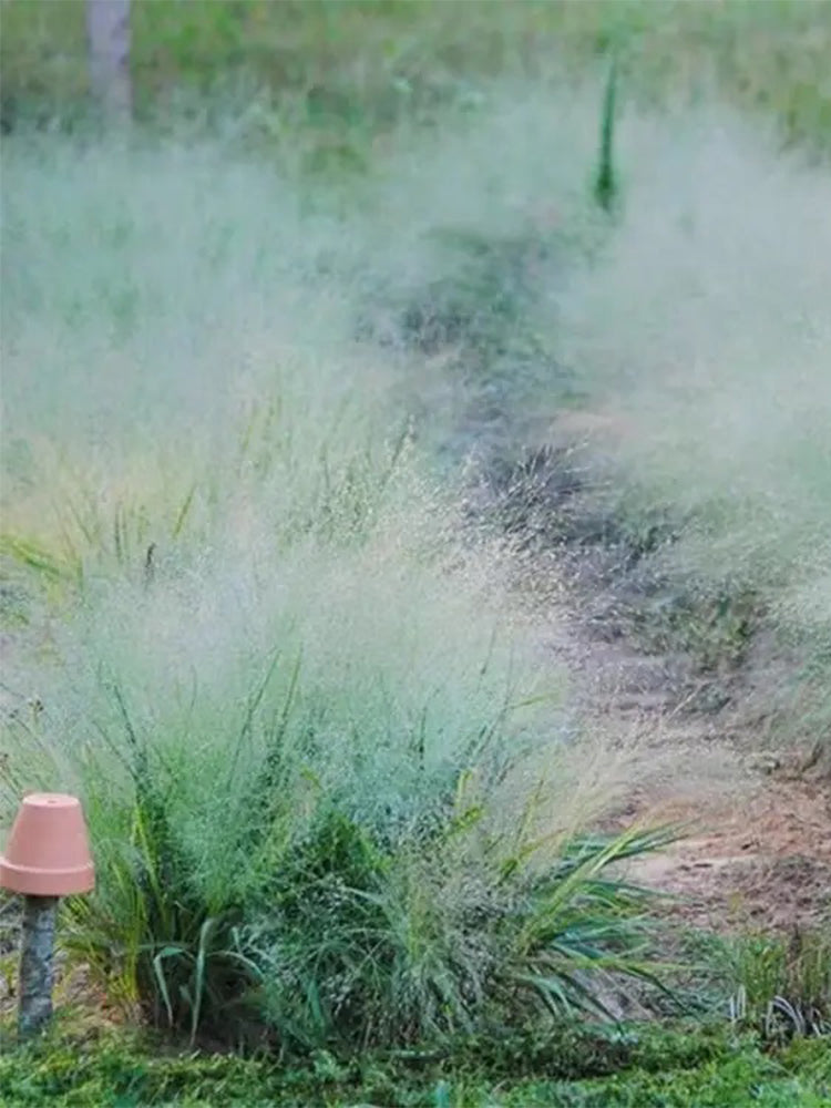 Cloud Grass (Agrostis nebulosa)