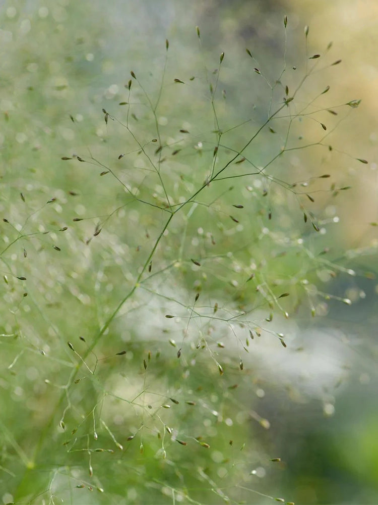Cloud Grass (Agrostis nebulosa)