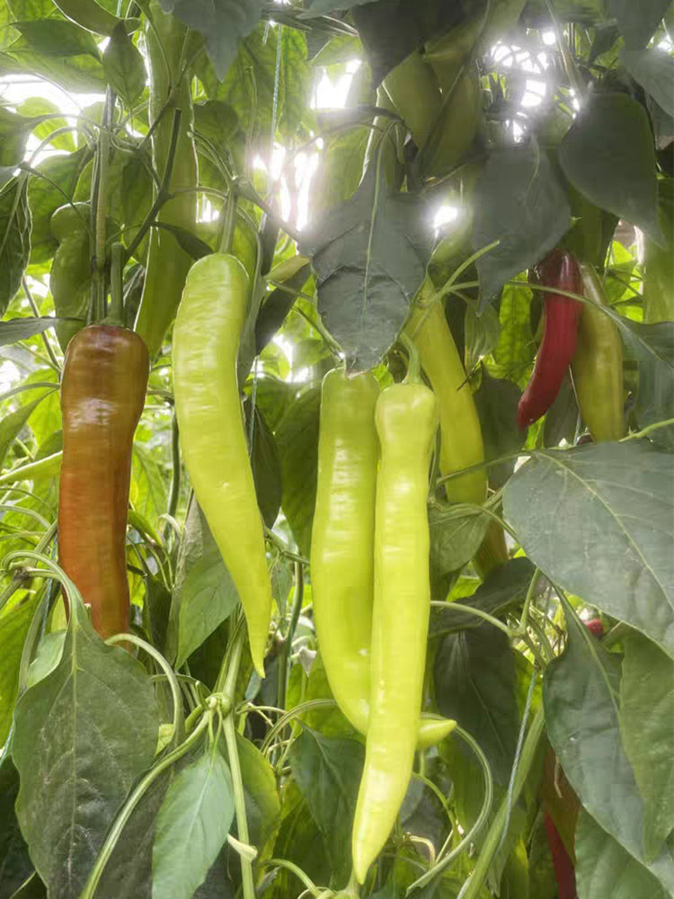 Ruila Spicy Goat's Horn Pepper