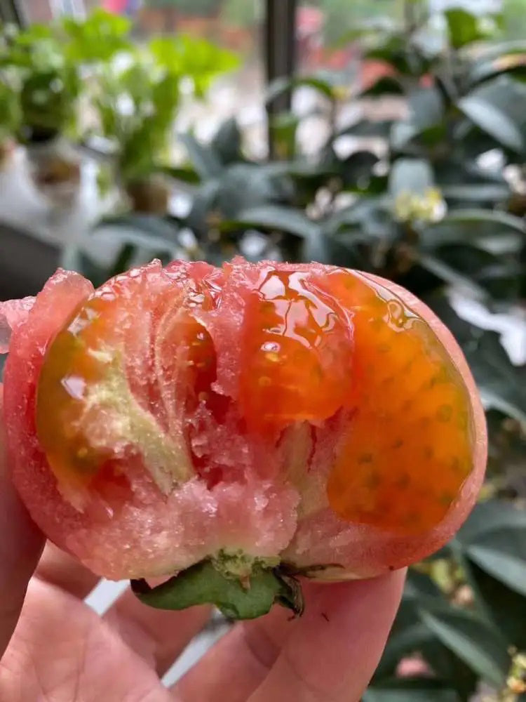 Yashu No.11 Tomato