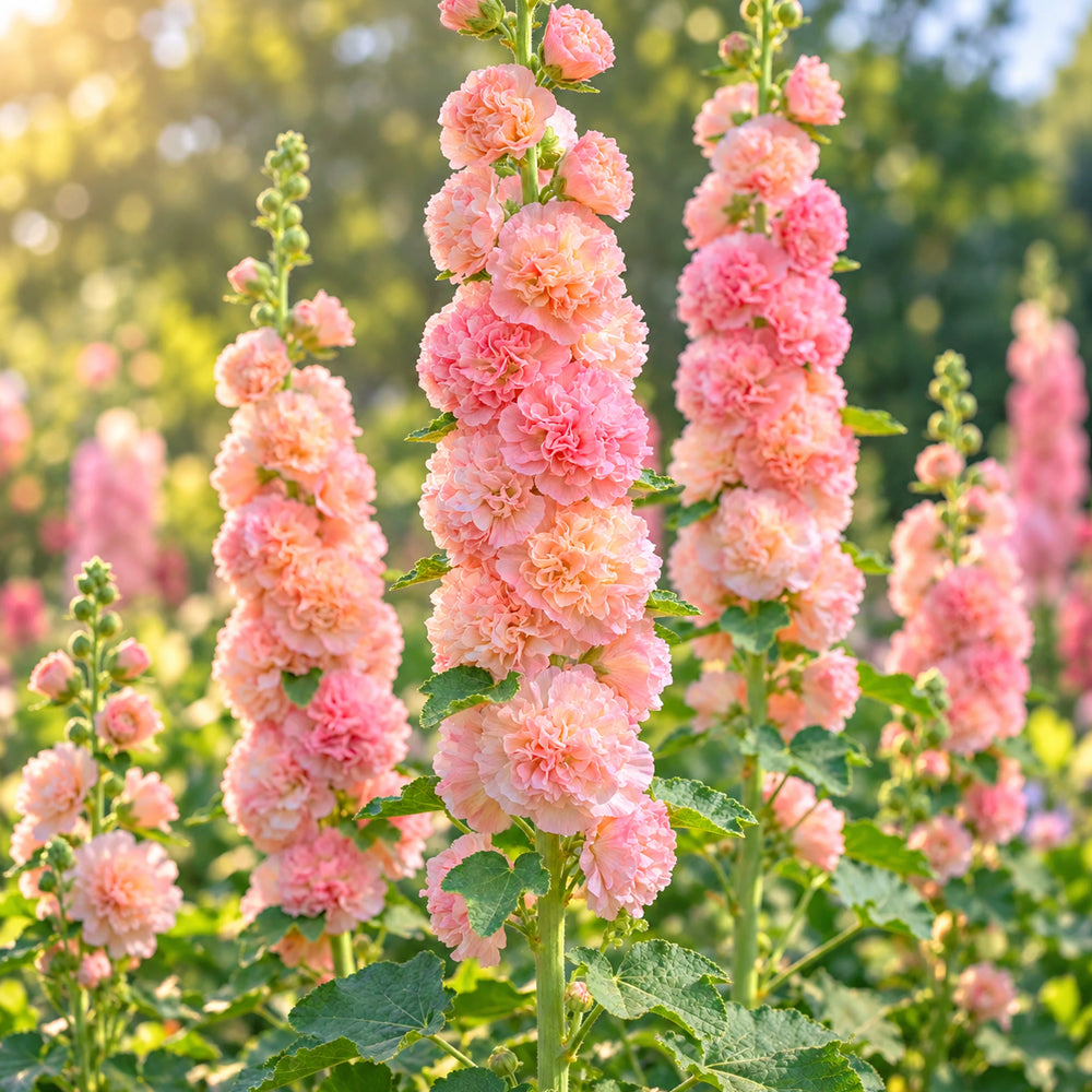 Bellfarm® W966 Peaches 'n' Dreams Double Hollyhock Seeds – MUCIAKIE