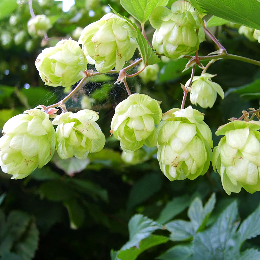 Grow Your Own Hops: 10 Seeds of the Humulus lupulus Vine Plant