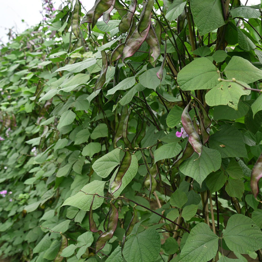 Dazzling Garden Additions: 5 Bags (10 Seeds / Bag) of Purple-Green Hyacinth Bean