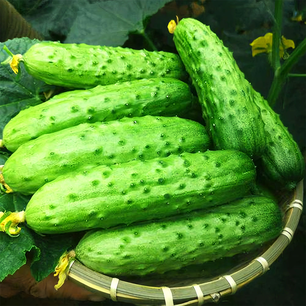 Crispy Sunshine: 5 Bags (60 Seeds/Bag) of Cucumbers Short Rod with Thorns