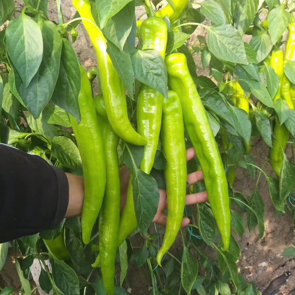 5 Bags (200 Seeds / Bag) of Crispy Spicy 'Lamb Horn' Peppers