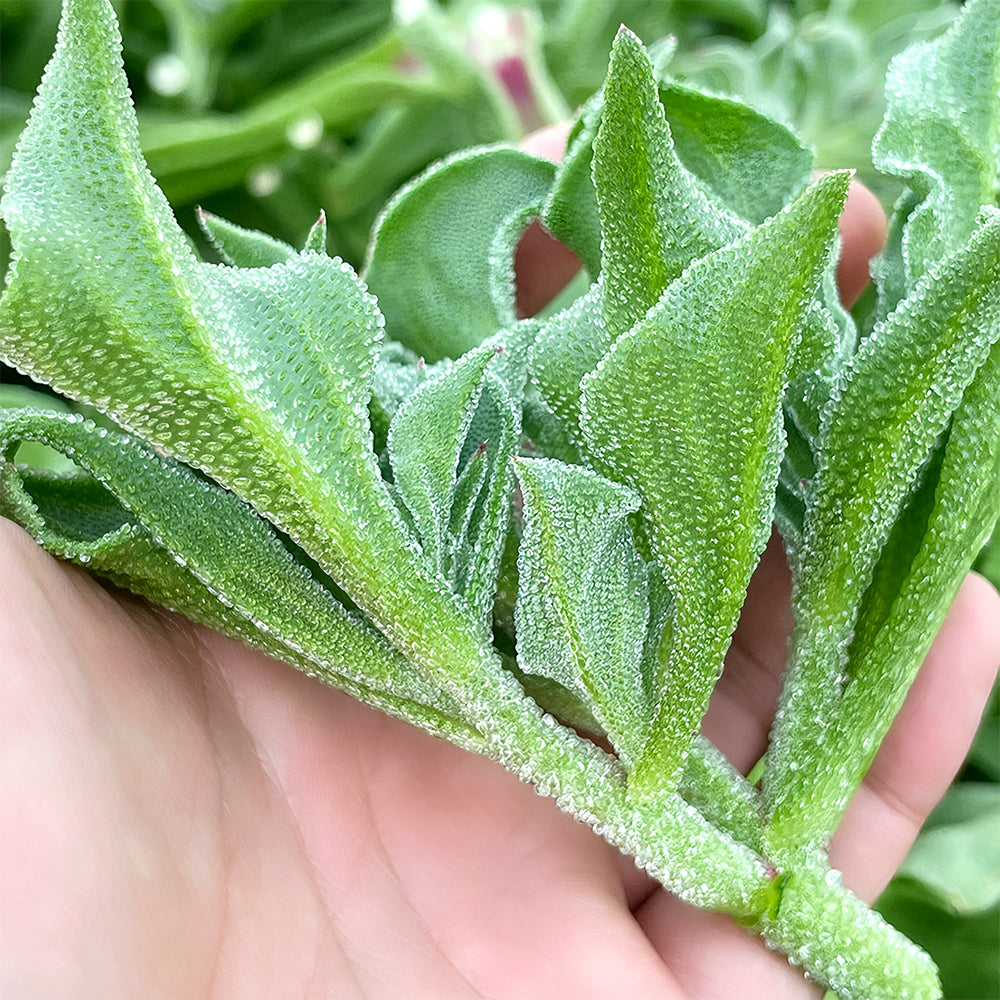 Crystalline Ice Plant Vegetable Seeds