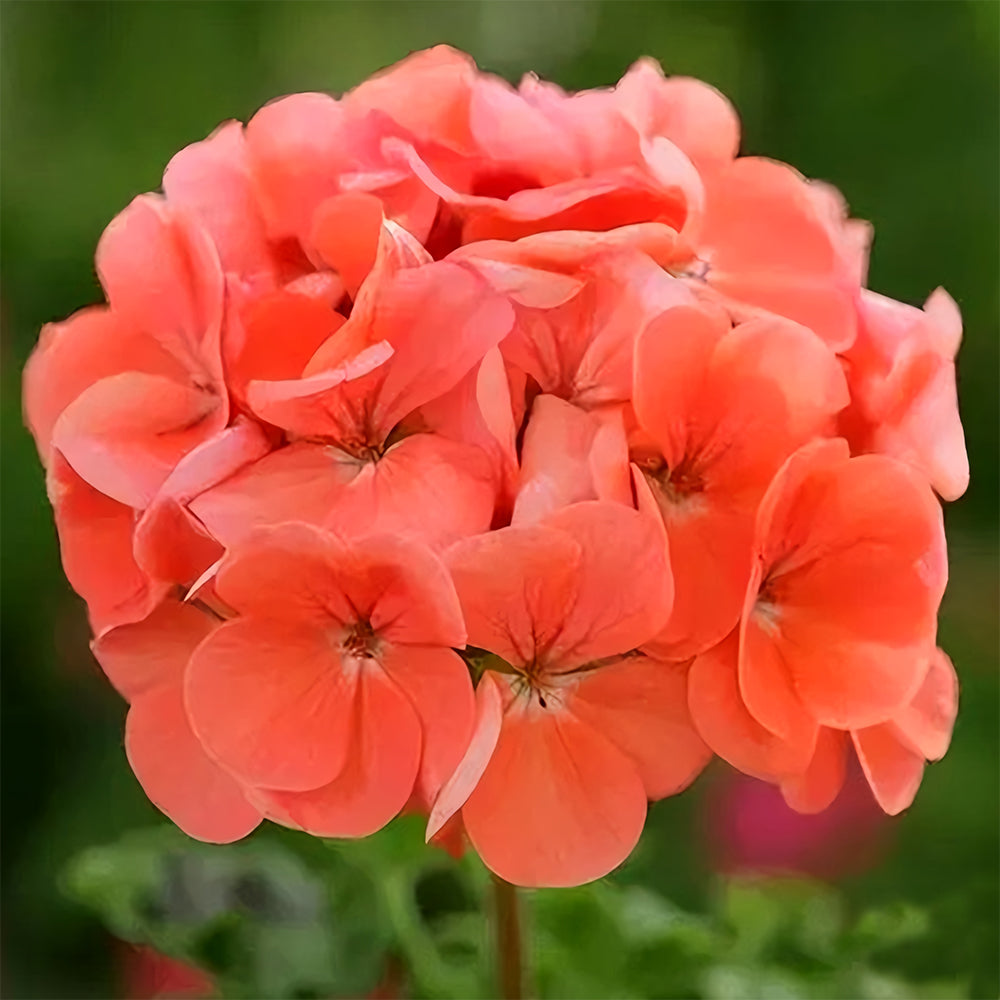 Geranium Seeds - Hrizon Coral Spice