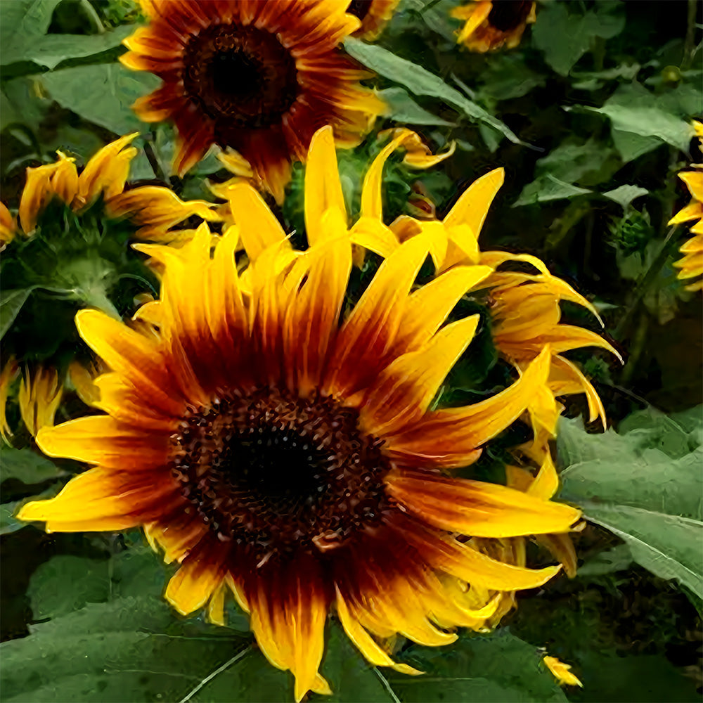 Bellfarm® Bi-Colour Sunflower Seeds (90cm)