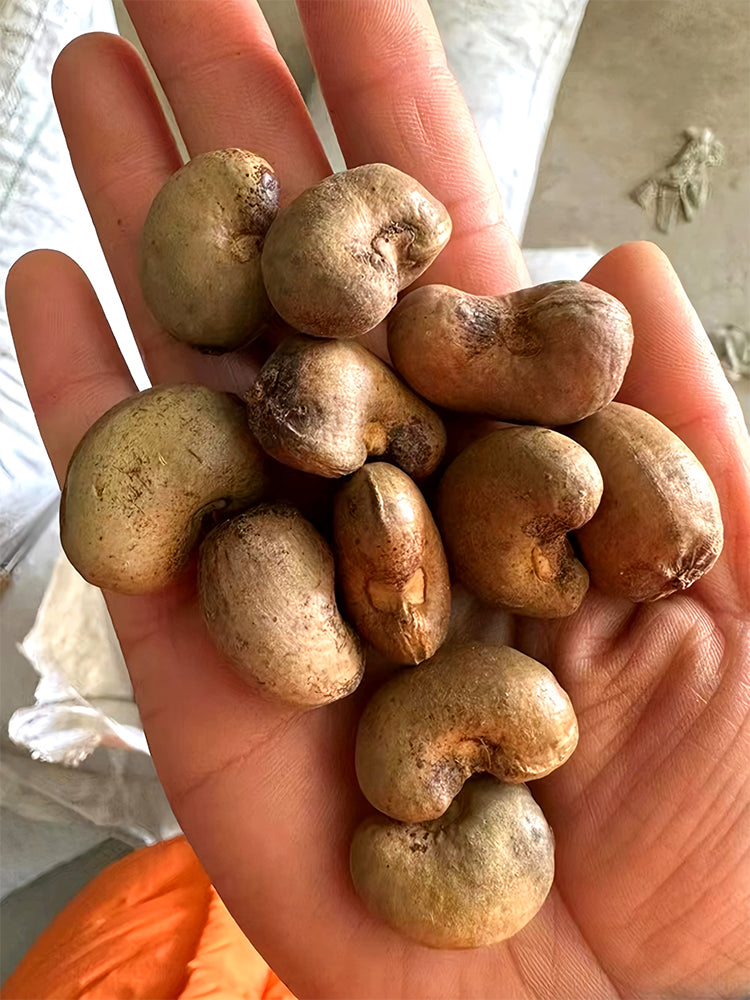 Cashew Tree