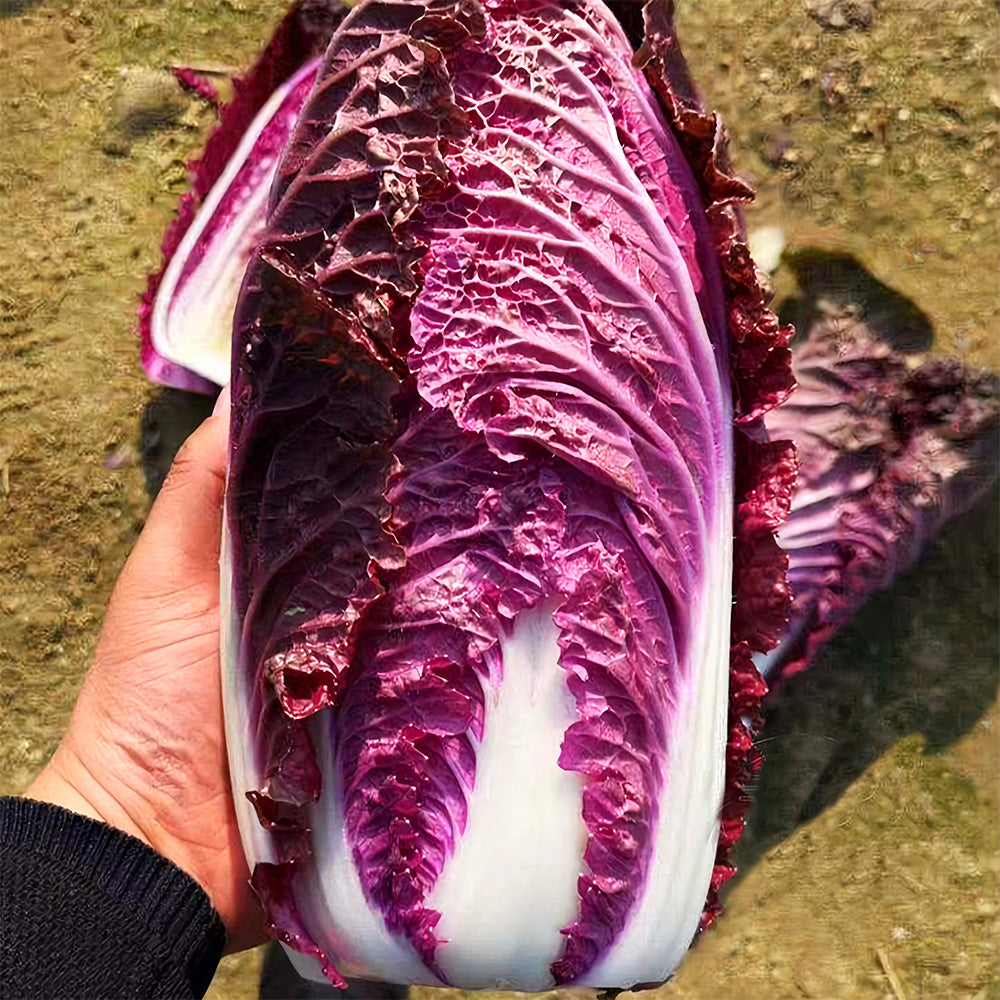 Jingyan® Red Napa Cabbage Seeds