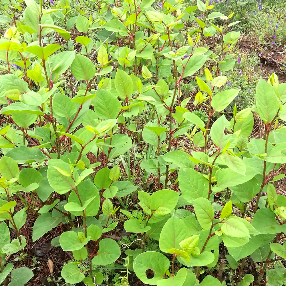 Bellfarm® Reynoutria japonica Seeds