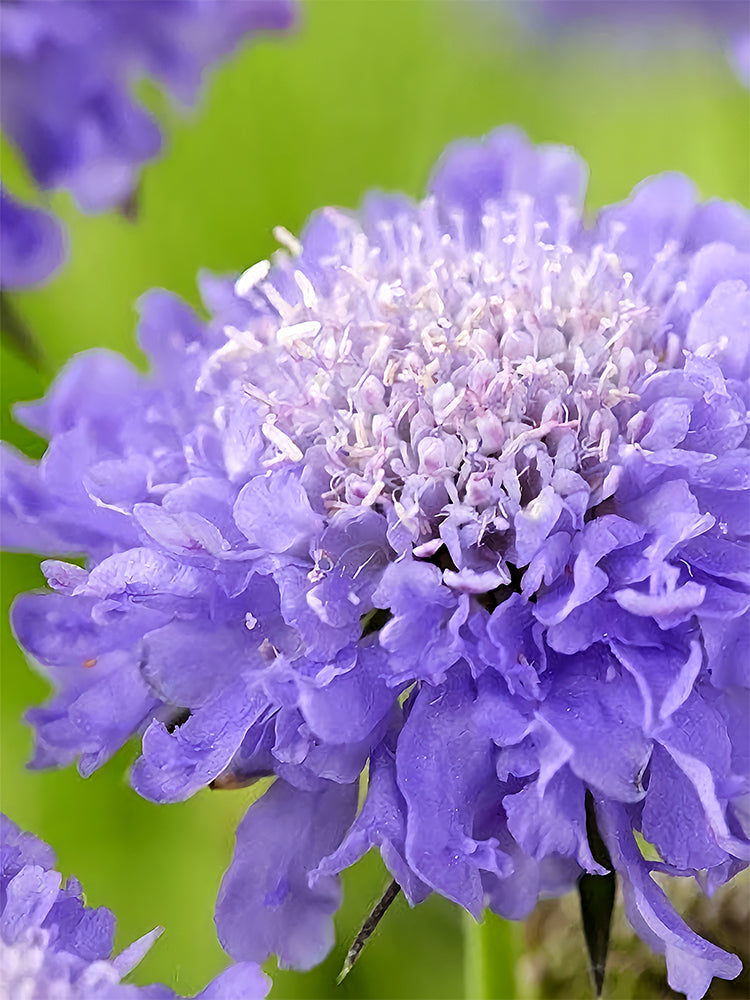 Scabiosa Atropurpurea 'Blue Cockade'