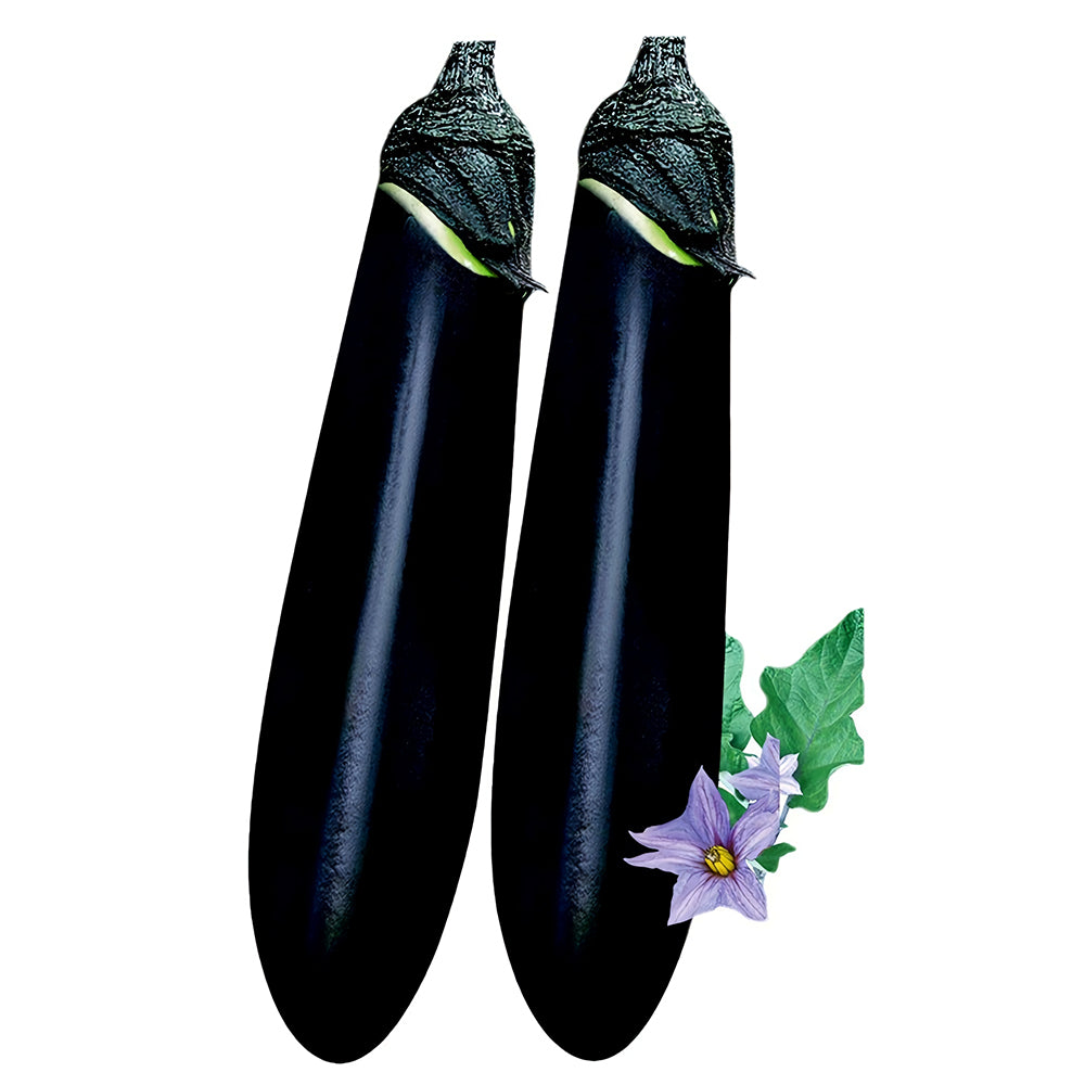 5 Bags (400 Seeds/Bag) of 'Glossy Black' Long Eggplant Seeds