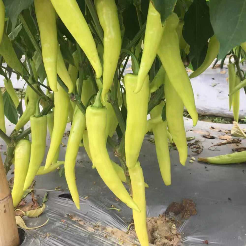 5 Bags (100 Seeds / Bag) of 'Golden Sword' Peppers