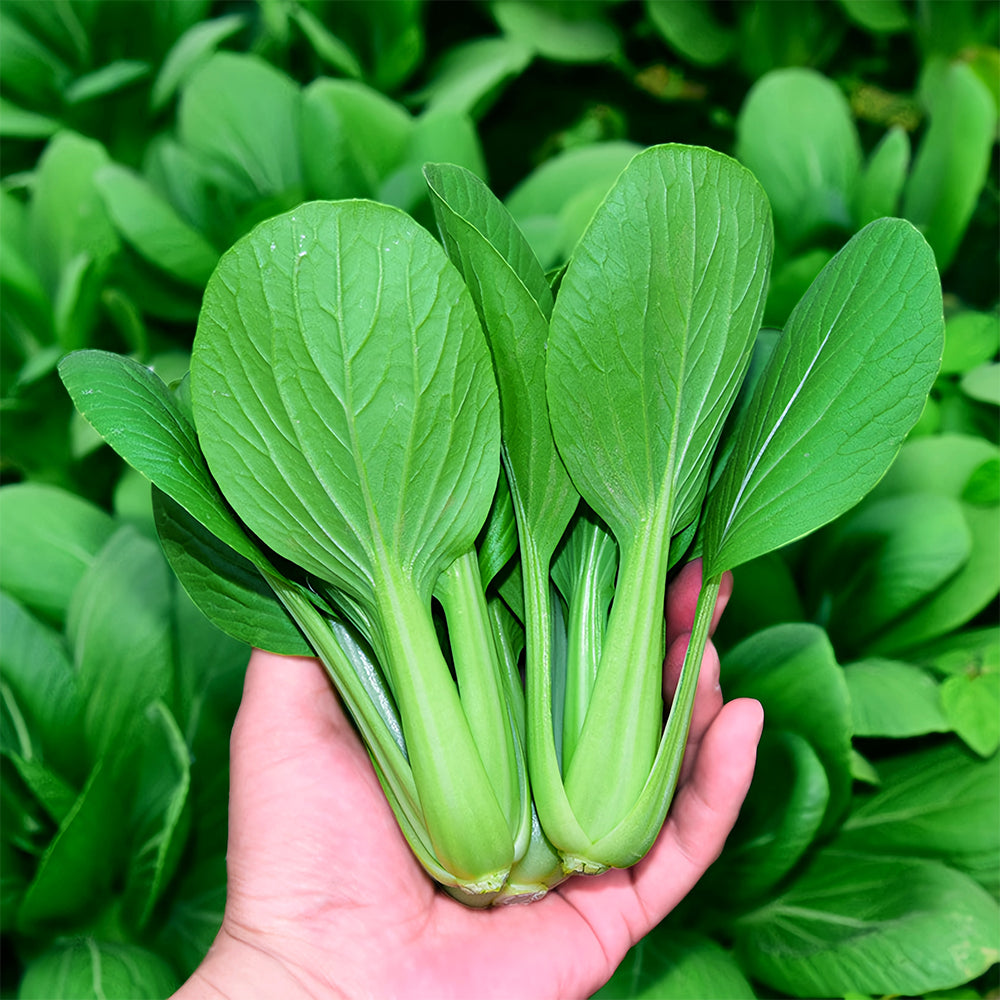 Jingyan® Organic Pak Choi Seeds