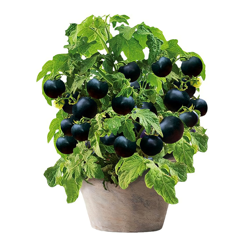 Unique Black Gem: 5 Bags (100 Seeds / Bag) of Dwarf Bonsai Black Pearl Tomatoes