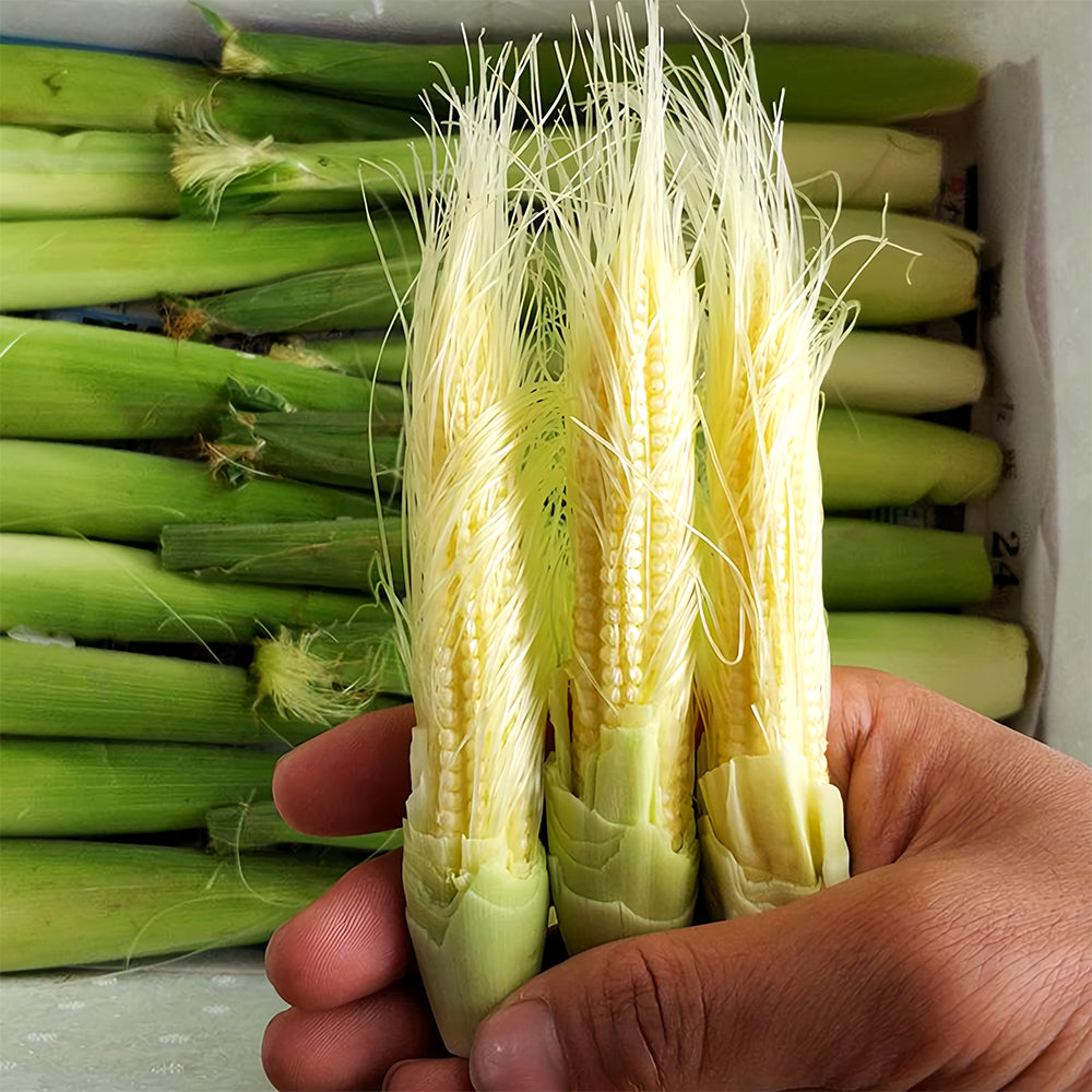 Take Your Crop to the Next Level: 50 F1 Sweet Baby Corn Seeds