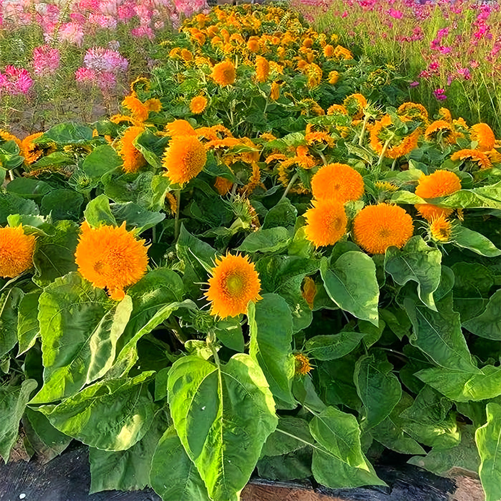 'Teddy Bear' Dwarf Sunflower Seeds (30cm)