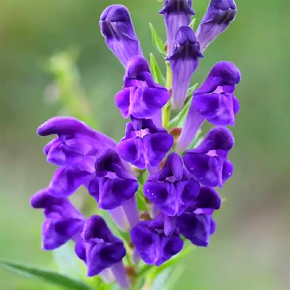 Bellfarm® Chinese Skullcap Seeds