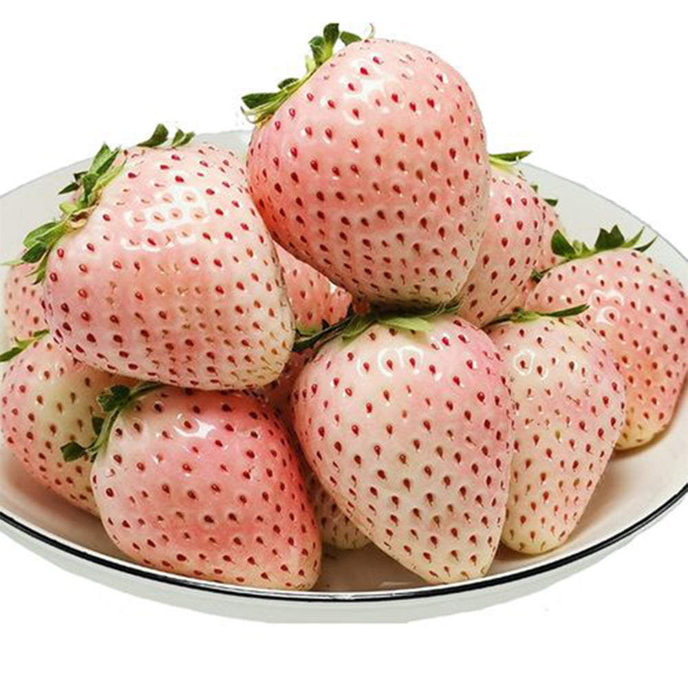 5 Bags of 'Littile White' Series Small White Strawberry