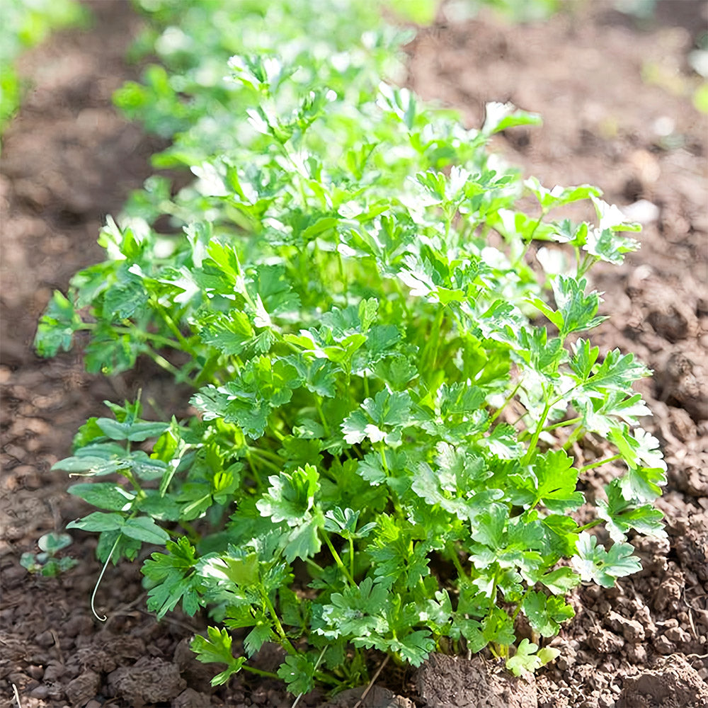 Jingyan® Fast-growing Coriander Seeds