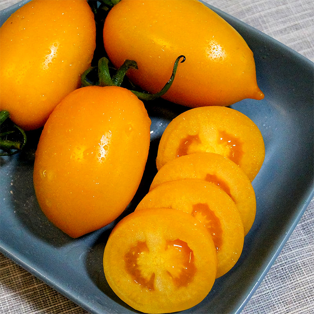 Glowing Gold: 5 Bags (200 Seeds / Bag) of 'Yellow Saint' Cherry Tomatoes