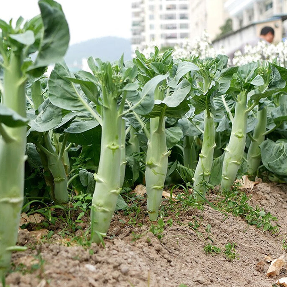 Jingyan® Huge Stem Gai Lan Seeds