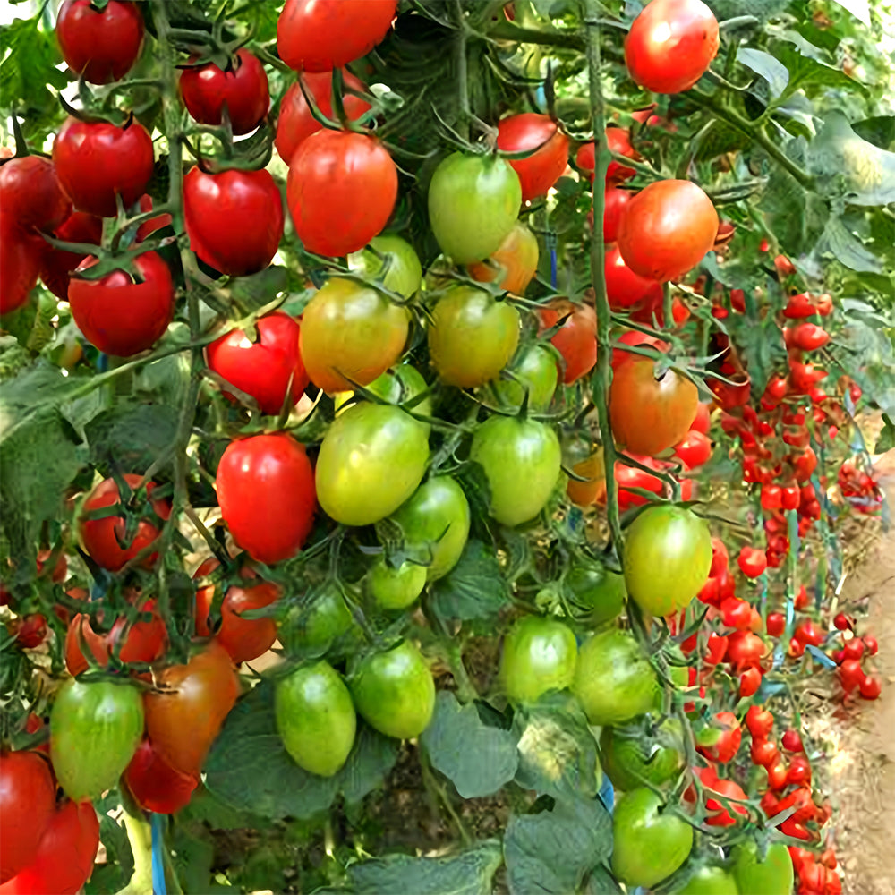 Easy-to-Grow Elegance: 5 Bags (200 Seeds / Bag) of 'Red Saint' Cherry Tomatoes