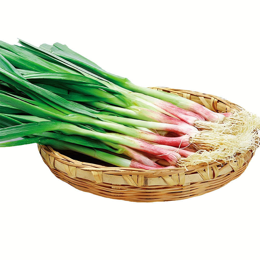 5 Bags (500 Seeds/ Bag) of Red Root Leek Seeds