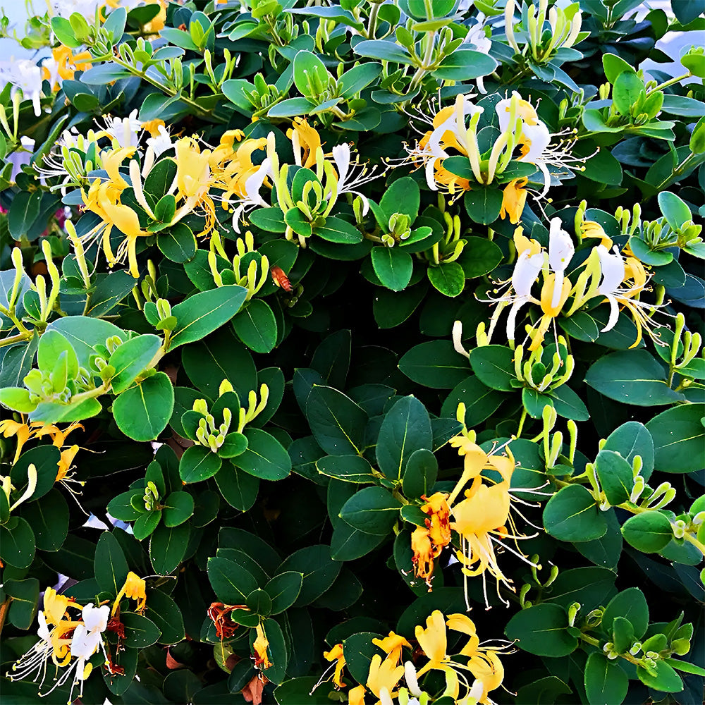 Bellfarm® Chinese Honeysuckle Seeds