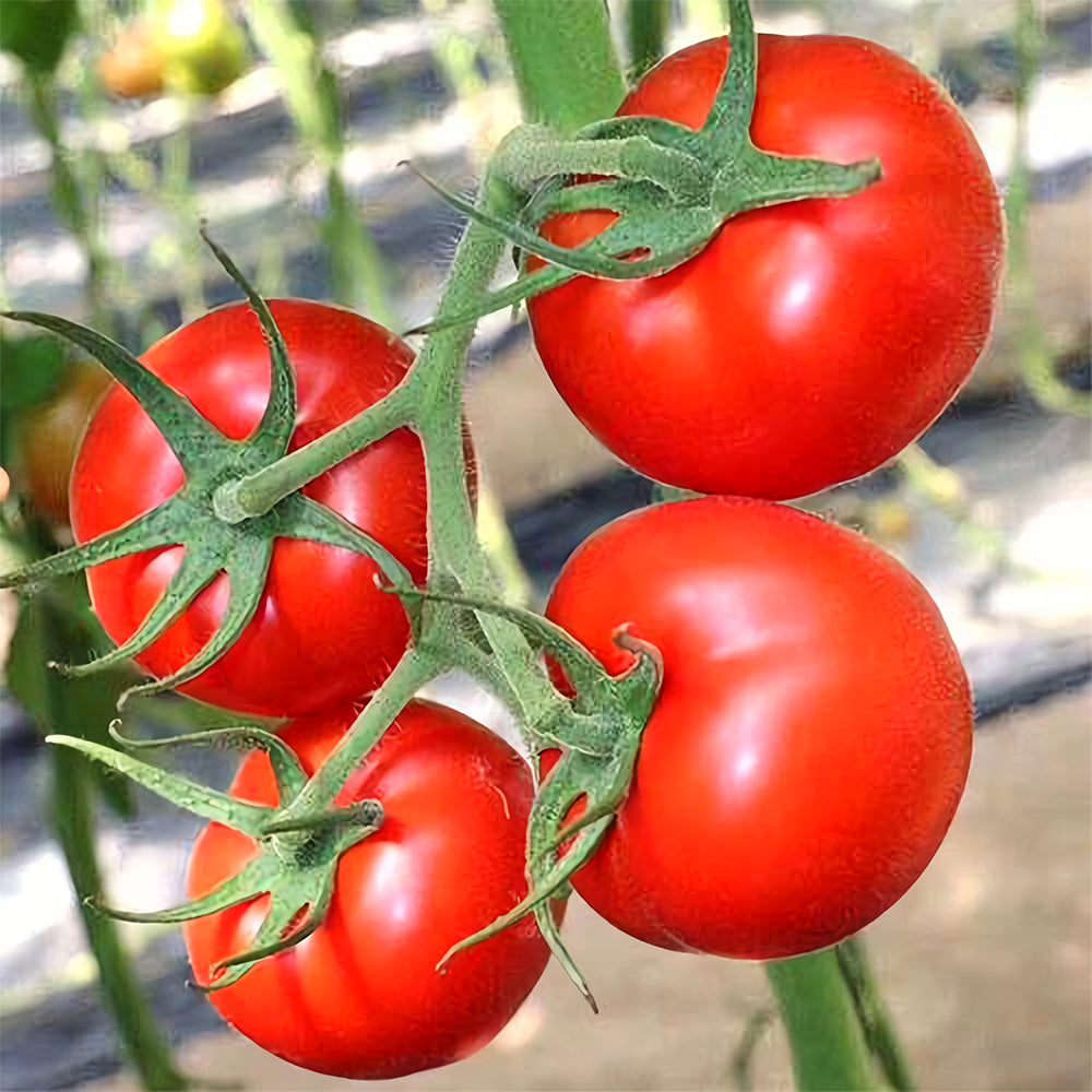 Harvest Brilliance: 5 Bags (200 Seeds / Bag) of 'China Veggies No.4' Tomatoes