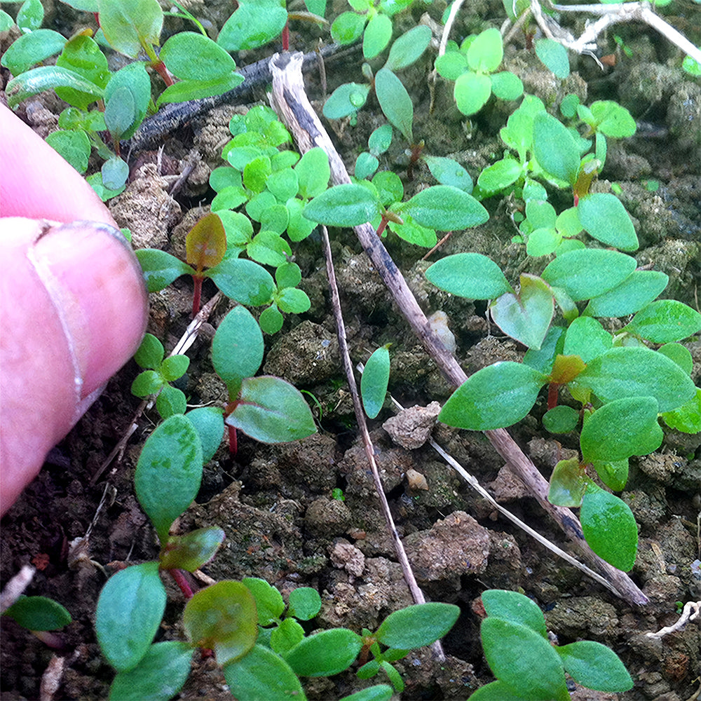 Premium Reynoutria Multiflora Seeds for Traditional Chinese Medicine