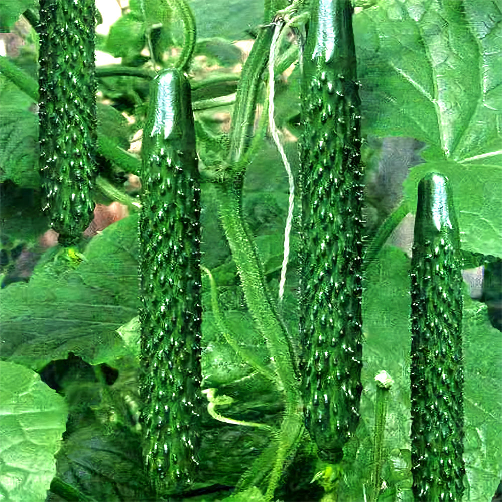 Classic Harvest: 5 Bags (60 Seeds/Bag) of 'Jinyan No.4' Thorny Green Cucumbers